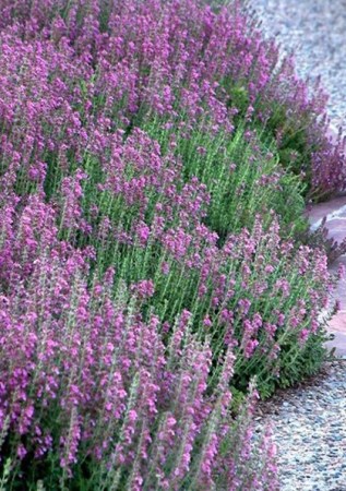 TEUCRIUM chamaedrys 